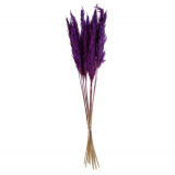 Pampová tráva Kalila, 65-75 cm - fialová