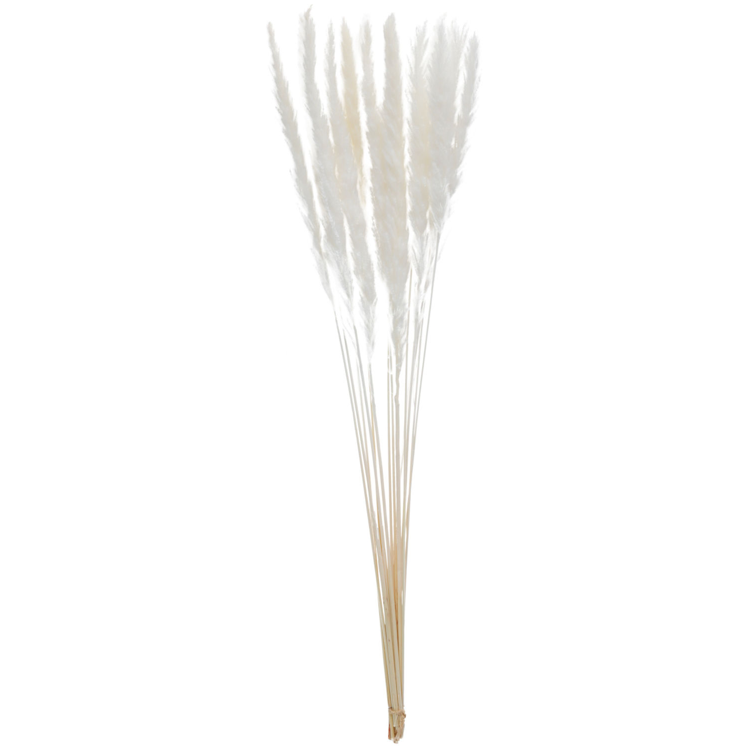 Pampová tráva Adiba, 70 cm - krémová bílá