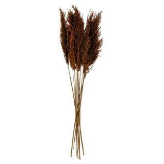 Pampová tráva Kalila, 65-75 cm - hnědá
