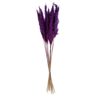Pampová tráva Kalila, 65-75 cm - fialová