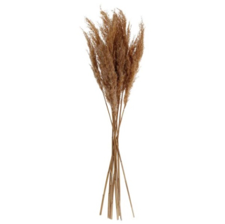 Pampová tráva Kalila, 65-75 cm - sv. hnědá