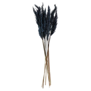 Pampová tráva Kalila, 65-75 cm - černá