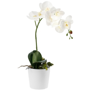Orchidej Anam, 46 cm - bílá/zelená