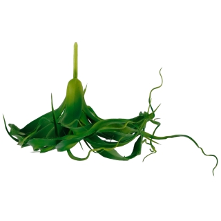 Závěsná rostlina Kinza, 23 cm - zelená