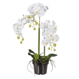 Orchidej Maila, 50x62 cm - bílá/zelená