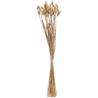 Sušené květiny Afnan, 60 cm - natur