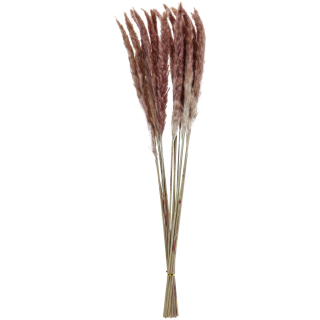 Pampová tráva Adiba, 70 cm - natur